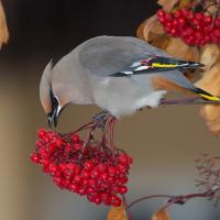 Bohemian Waxwing stands on a branch of a rowan tree, eating a berry