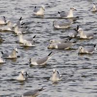 Bonaparte's Gulls feeding from the surface of the ocean.