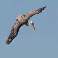Brown Pelican soaring against a blue sky