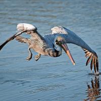 Brown Pelican flying right above the water's surface, left wing tip touching the water.