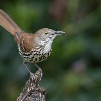 A Brown Thrasher, its long tail angled upward, its head turned to its left and beak open as it sings