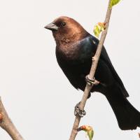 Brown-headed Cowbird perched on branch, feathers shining in the sunshine