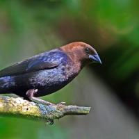 Brown-headed Cowbird seen in right profile with its feathers shining in the sun, its head a bronze color, and body an iridescent black.