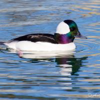 A male Bufflehead duck floating on still water, with sunlight showing the "rainbow" iridescence look of his head feathers.