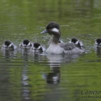 Buffledhead family with one adult leading several ducklings on smooth water