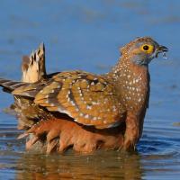 A sunlit Burchell's Sandgrouse standing in water, soaking the feathers on his belly to carry water back to his chicks