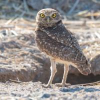 Burrowing Owl next to burrow