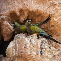 A pair of Burrowing Parakeets perched at the entrance of their nest opening on a cliff side