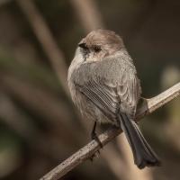 Male bushtit looking over his left shoulder while perched on a slender branch