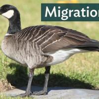 Cackling Goose standing on grass