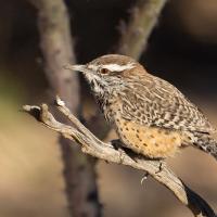 Cactus Wren in sunshine perched on dried branch.