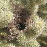 A Cactus Wren nest constructed amidst the spiny branches of a Jumping Cholla cactus.