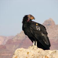 California Condor with tracking number