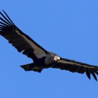 California Condor in flight, its wide wings outstretched against a clear blue sky
