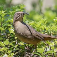 A California Thrasher, in left profile with the head turned toward the shoulder, perched in a bush in the coastal chaparral region. The California Thrasher's plumage is a soft dusty brownish gray, its eye is reddish brown and its long downward-curving beak is black.