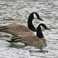Canada and Cackling Goose comparison