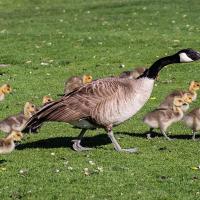 An adult Canada Goose walks across a sunlit grassy area, with a dozen goslings walking along with it