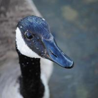 Close view of Canada Goose, rain drops glistening on it's shiny black bill and smoothly feathered head.