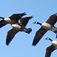 Migratory Canada Geese pairs