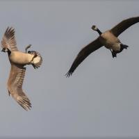 Canada Geese in flight, one of them "whiffling" with its body turned up to the sky