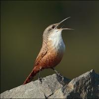 Canyon Wren