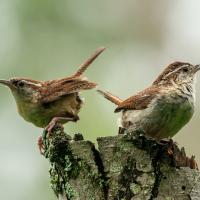 A pair of Carolina Wrens perched on a stump, one bird facing left, the other facing right and singing. Their wings, back, and head are warm brown and their bodies a soft buff color. 