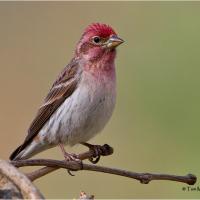 A male Cassin's Finch, with strawberry red pink head feathers, pale beige breast and dark brown wings and back. 