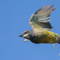 A Cassin's Kingbird taking off from a branch against a blue sky