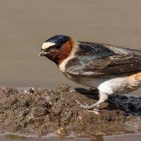 Cliff Swallow in mud