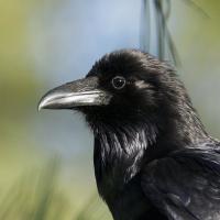 Common Raven viewing her world