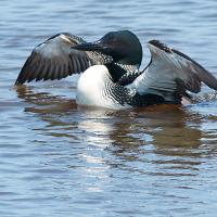 A Common Loon with its wings outstretched as it floats on the water. The Common Loon has a white breast, black throat and dark green head with red eyes.