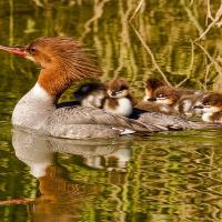 Female Common Merganser swimming with a couple of her chicks on her back, the rest swimming along behind her. The scene is sunlit and greenery reflects on the water.
