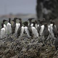 A group of Common Murres perched on barnacle-covered rocks