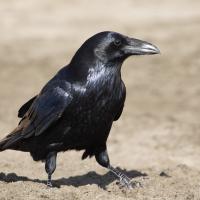 A Common Raven standing in sunlight