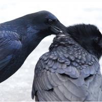 Common Ravens allopreening