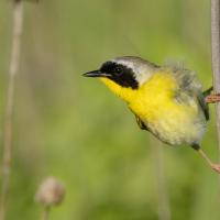 A male Common Yellowthroat clasping a vertical branch and looking to his right. His black mask and bright yellow throat and breast are sunlit.
