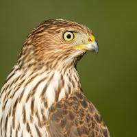 Cooper's Hawk in sunlight, head turned to its left, showing bright yellow eye.