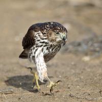 Juvenile Cooper's Hawk striding purposefully across a sandy patch of dirt