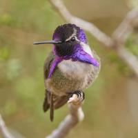 A tiny Costa's Hummingbird shows his iridescent purple head and throat feathers while perched on a twig