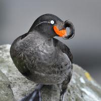 Crested Auklet facing the viewer while perched on a rock