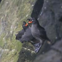 Dos alquitas crestadas (Aethia cristatella) sentadas en una pared rocosa
