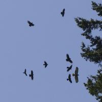 American Crows mobbing a raptor