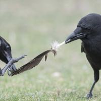 Two crows play tug of war with a feather while standing in a grassy area