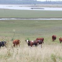 Cattle grazing in Uruguayan pastureland near a wetland.