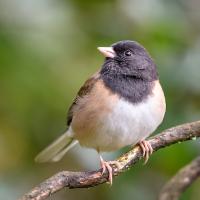 Dark-eyed Junco (Oregon) looking up to its right while perched on a branch.