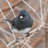 A small plump bird with dark charcoal-color plumage, pink beak, and white belly is perched on slender dry branches.