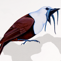 A painting of a Three-wattled Bellbird singing. He has a chocolate brown body, white head, and dark bill with three long wattles hanging down.