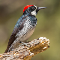 An Acorn Woodpecker perched on a dead branch.