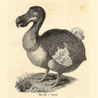 Illustration of a Dodo bird