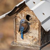 Eastern Bluebirds at a nest box - one bird inside looking out, the other perched outside at the entrance.